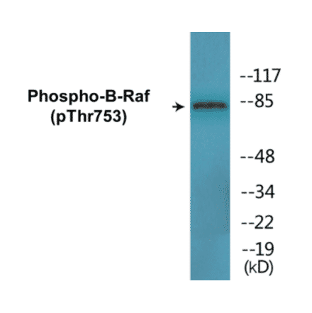 Western Blot - B-Raf (phospho Thr753) Cell Based ELISA Kit (CBP1809) - Antibodies.com