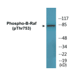 Western Blot - B-Raf (phospho Thr753) Cell Based ELISA Kit (CBP1809) - Antibodies.com