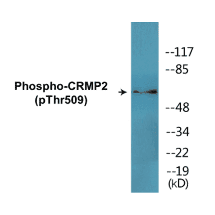 Western Blot - CRMP2 (phospho Thr509) Cell Based ELISA Kit (CBP1815) - Antibodies.com