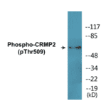 Western Blot - CRMP2 (phospho Thr509) Cell Based ELISA Kit (CBP1815) - Antibodies.com