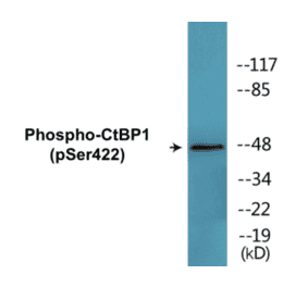 Western Blot - CtBP1 (phospho Ser422) Cell Based ELISA Kit (CBP1816) - Antibodies.com