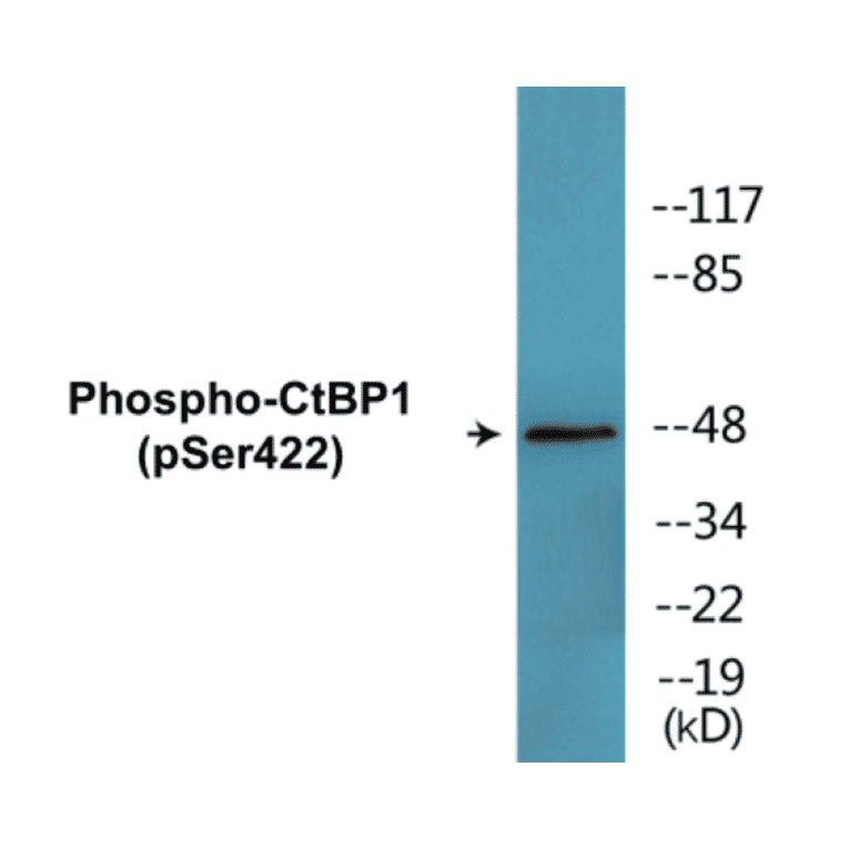 Western Blot - CtBP1 (phospho Ser422) Cell Based ELISA Kit (CBP1816) - Antibodies.com