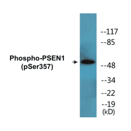 Western Blot - PSEN1 (phospho Ser357) Cell Based ELISA Kit (CBP1835) - Antibodies.com