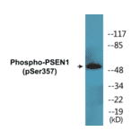 Western Blot - PSEN1 (phospho Ser357) Cell Based ELISA Kit (CBP1835) - Antibodies.com