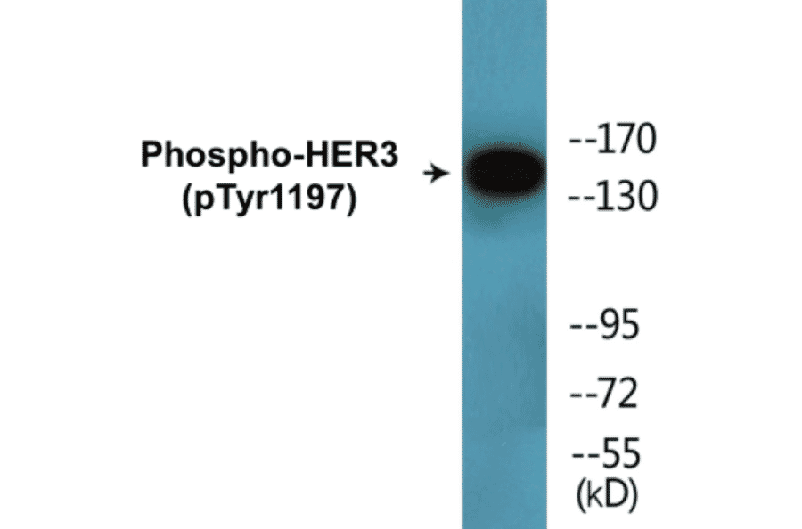 Western Blot - HER3 (phospho Tyr1197) Cell Based ELISA Kit (CBP1847) - Antibodies.com