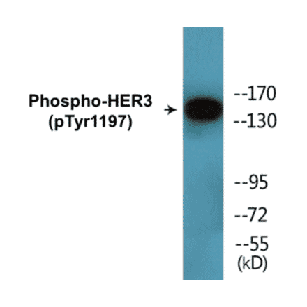 Western Blot - HER3 (phospho Tyr1197) Cell Based ELISA Kit (CBP1847) - Antibodies.com