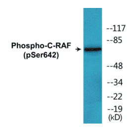 Western Blot - C-RAF (phospho Ser642) Cell Based ELISA Kit (CBP1865) - Antibodies.com