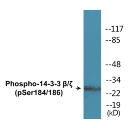 Western Blot - 14-3-3 beta + zeta (phospho Ser184 + Ser186) Cell Based ELISA Kit (CBP1710) - Antibodies.com