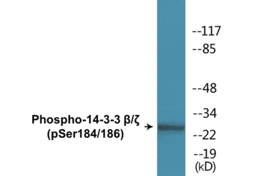 Western Blot - 14-3-3 beta + zeta (phospho Ser184 + Ser186) Cell Based ELISA Kit (CBP1710) - Antibodies.com