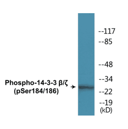 Western Blot - 14-3-3 beta + zeta (phospho Ser184 + Ser186) Cell Based ELISA Kit (CBP1710) - Antibodies.com