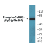 Western Blot - CaMK2 beta gamma delta (phospho Thr287) Cell Based ELISA Kit (CBP1740) - Antibodies.com