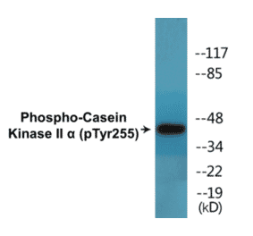 Western Blot - Casein Kinase II alpha (phospho Tyr255) Cell Based ELISA Kit (CBP1464) - Antibodies.com