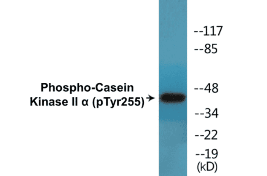 Western Blot - Casein Kinase II alpha (phospho Tyr255) Cell Based ELISA Kit (CBP1464) - Antibodies.com