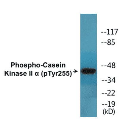 Western Blot - Casein Kinase II alpha (phospho Tyr255) Cell Based ELISA Kit (CBP1464) - Antibodies.com