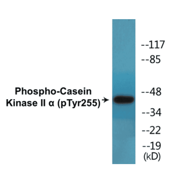 Western Blot - Casein Kinase II alpha (phospho Tyr255) Cell Based ELISA Kit (CBP1464) - Antibodies.com