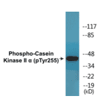 Western Blot - Casein Kinase II alpha (phospho Tyr255) Cell Based ELISA Kit (CBP1464) - Antibodies.com