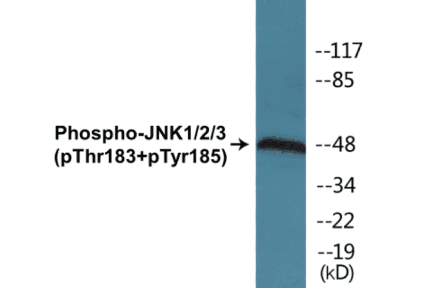 Western Blot - JNK1 + 2 + 3 (phospho Thr183 + Tyr185) Cell Based ELISA Kit (CBP1169) - Antibodies.com