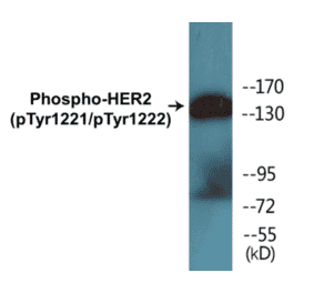 Western Blot - HER2 (phospho Tyr1221 + Tyr1222) Cell Based ELISA Kit (CBP1572) - Antibodies.com