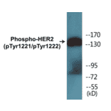 Western Blot - HER2 (phospho Tyr1221 + Tyr1222) Cell Based ELISA Kit (CBP1572) - Antibodies.com