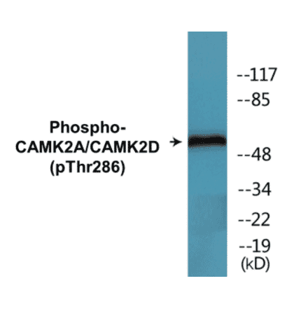 Western Blot - CAMK2A + CAMK2D (phospho Thr286) Cell Based ELISA Kit (CBP1509) - Antibodies.com