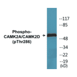 Western Blot - CAMK2A + CAMK2D (phospho Thr286) Cell Based ELISA Kit (CBP1509) - Antibodies.com