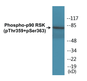 Western Blot - p90RSK (phospho Thr359 + Ser363) Cell Based ELISA Kit (CBP1193) - Antibodies.com