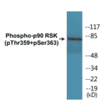 Western Blot - p90RSK (phospho Thr359 + Ser363) Cell Based ELISA Kit (CBP1193) - Antibodies.com
