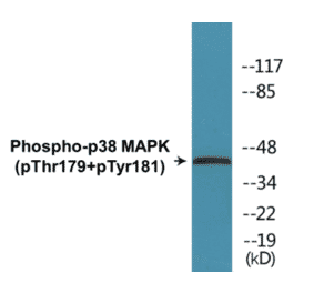 Western Blot - p38 MAPK (phospho Thr179+Tyr181) Cell Based ELISA Kit (CBP1304) - Antibodies.com