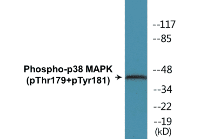 Western Blot - p38 MAPK (phospho Thr179+Tyr181) Cell Based ELISA Kit (CBP1304) - Antibodies.com