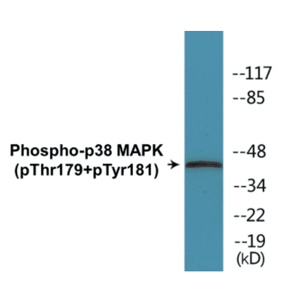 Western Blot - p38 MAPK (phospho Thr179+Tyr181) Cell Based ELISA Kit (CBP1304) - Antibodies.com