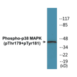Western Blot - p38 MAPK (phospho Thr179+Tyr181) Cell Based ELISA Kit (CBP1304) - Antibodies.com