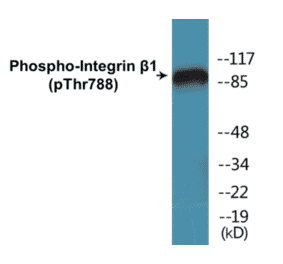 Western Blot - Integrin beta 1 (phospho Thr788) Cell Based ELISA Kit (CBP1131) - Antibodies.com