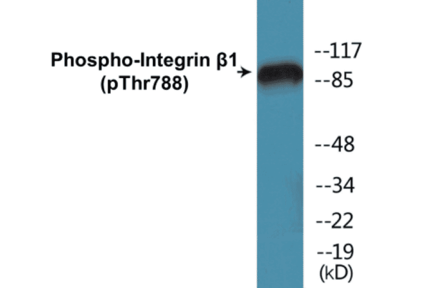 Western Blot - Integrin beta 1 (phospho Thr788) Cell Based ELISA Kit (CBP1131) - Antibodies.com