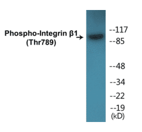 Western Blot - Integrin beta 1 (phospho Thr789) Cell Based ELISA Kit (CBP1163) - Antibodies.com