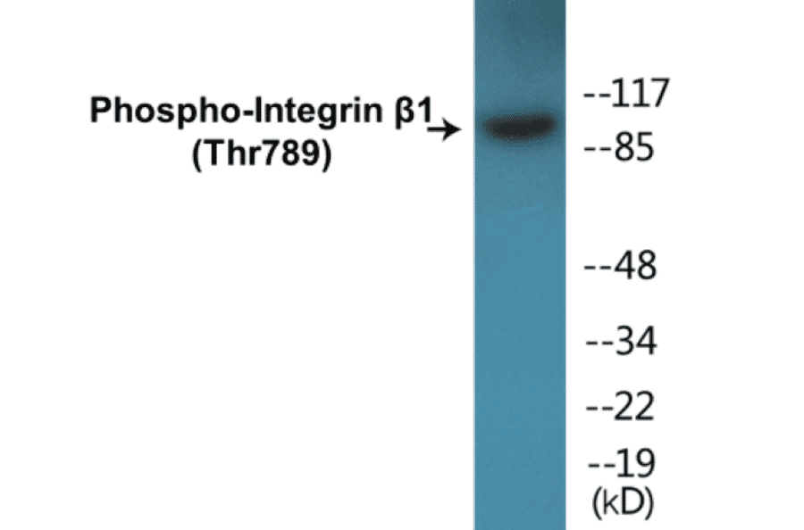 Western Blot - Integrin beta 1 (phospho Thr789) Cell Based ELISA Kit (CBP1163) - Antibodies.com