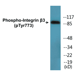 Western Blot - Integrin beta 3 (phospho Tyr773) Cell Based ELISA Kit (CBP1586) - Antibodies.com