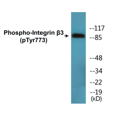 Western Blot - Integrin beta 3 (phospho Tyr773) Cell Based ELISA Kit (CBP1586) - Antibodies.com