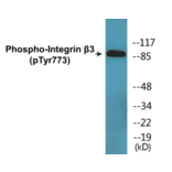 Western Blot - Integrin beta 3 (phospho Tyr773) Cell Based ELISA Kit (CBP1586) - Antibodies.com