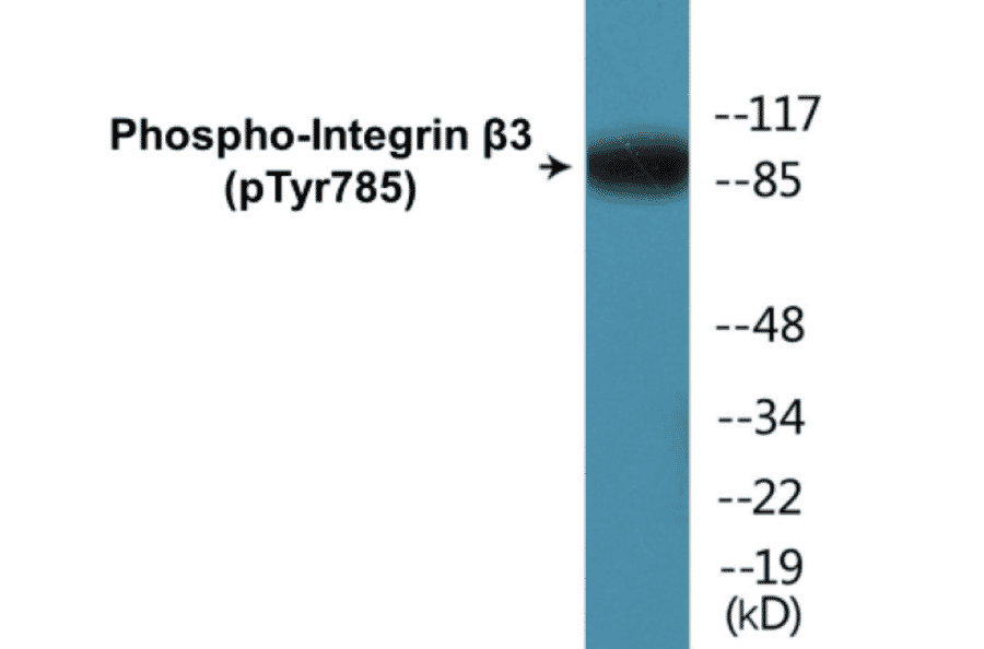 Western Blot - Integrin beta 3 (phospho Tyr785) Cell Based ELISA Kit (CBP1587) - Antibodies.com