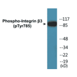 Western Blot - Integrin beta 3 (phospho Tyr785) Cell Based ELISA Kit (CBP1587) - Antibodies.com