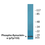 Western Blot - alpha Synuclein (phospho Tyr133) Cell Based ELISA Kit (CBP1691) - Antibodies.com