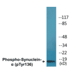 Western Blot - alpha Synuclein (phospho Tyr136) Cell Based ELISA Kit (CBP1692) - Antibodies.com