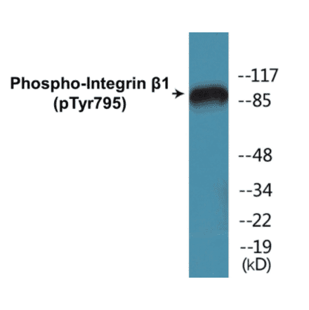 Western Blot - Integrin beta 1 (phospho Tyr795) Cell Based ELISA Kit (CBP1862) - Antibodies.com