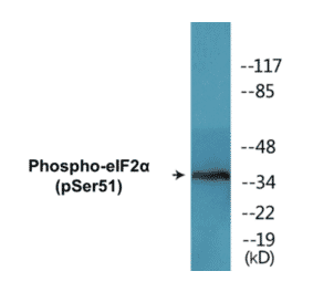 Western Blot - eIF2a (phospho Ser51) Cell Based ELISA Kit (CBP1538) - Antibodies.com