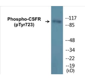 Western Blot - CSFR (phospho Tyr723) Cell Based ELISA Kit (CBP1258) - Antibodies.com