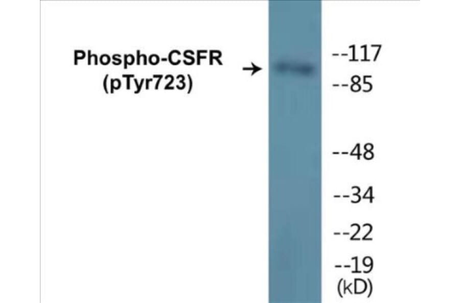 Western Blot - CSFR (phospho Tyr723) Cell Based ELISA Kit (CBP1258) - Antibodies.com