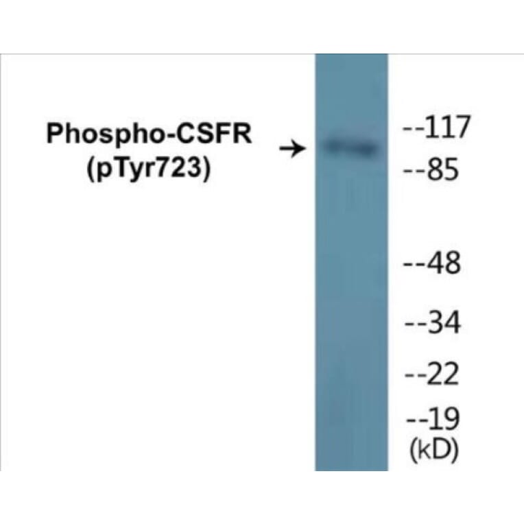 Western Blot - CSFR (phospho Tyr723) Cell Based ELISA Kit (CBP1258) - Antibodies.com
