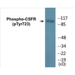 Western Blot - CSFR (phospho Tyr723) Cell Based ELISA Kit (CBP1258) - Antibodies.com