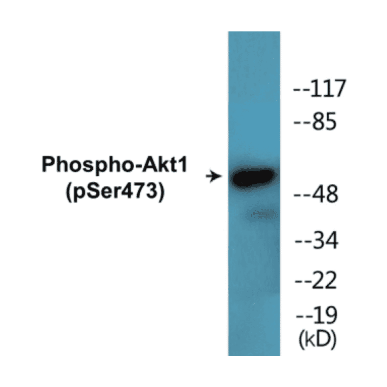 Western Blot - Akt1 (phospho Ser473) Cell Based ELISA Kit (CBP1490) - Antibodies.com