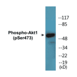 Western Blot - Akt1 (phospho Ser473) Cell Based ELISA Kit (CBP1490) - Antibodies.com